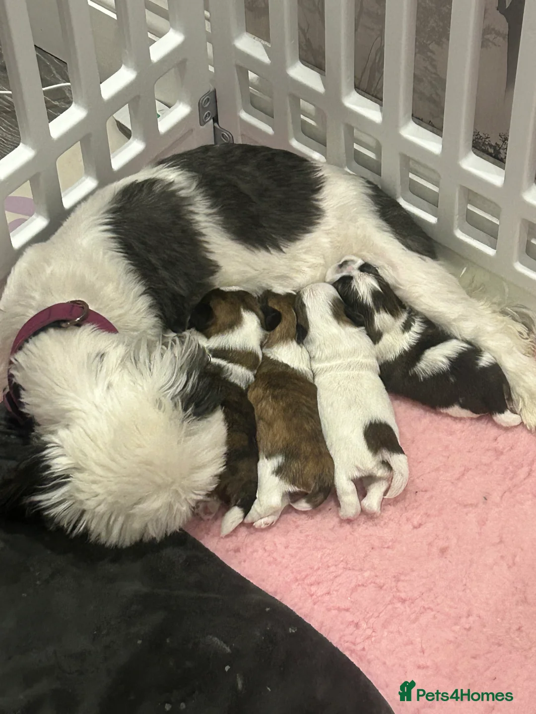 Shih Tzu dogs for sale: Imperial Shih Tzu puppie  - Advert 11