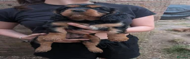 Cavalier King Charles Spaniel - Little Miss Whinny...girl