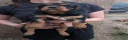Cavalier King Charles Spaniel dogs for sale: Cavalier King Charles Spaniel Puppies - Pedigree - Advert 8