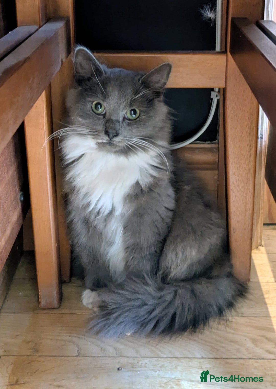 Russian Blue cats for sale: Russian Blue Cross Boy Cat: 9 months old - Advert 1