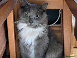 Russian Blue cats Russian Blue Cross Boy Cat: 9 months old - Advert 1