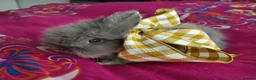 Lionhead rabbits for sale: Pure Breed Double Mained Lionhead - Advert 10