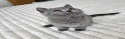 British Shorthair cats for sale: Pure British shorthair one girl,ready to go - Advert 6