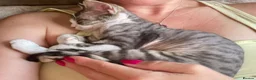 Devon Rex cats for sale: Super cute Devon Rex boy - Advert 5