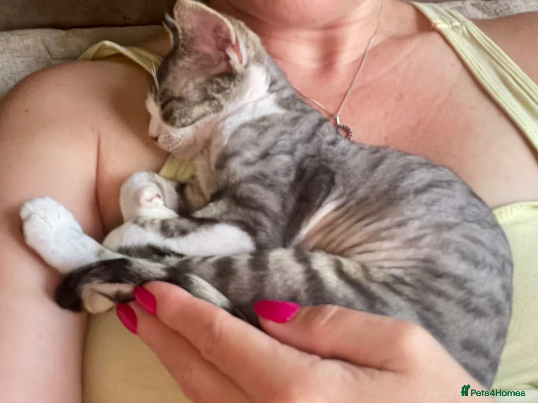 Devon Rex cats for sale: Super cute Devon Rex boy - Advert 5