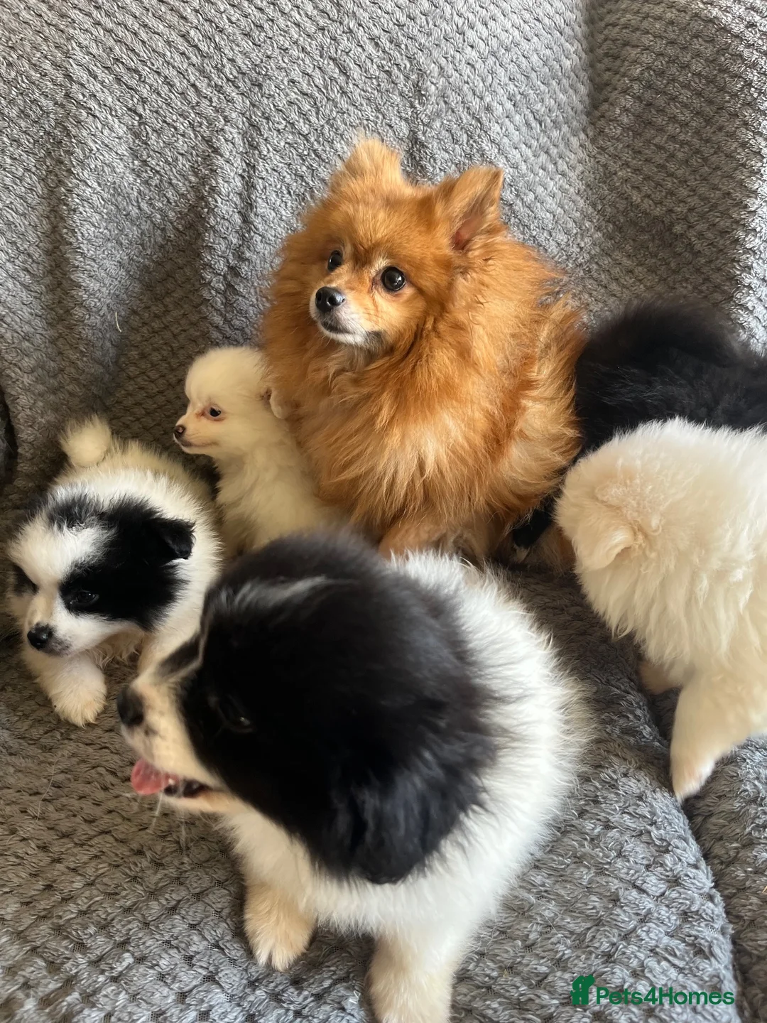 Mixed Breed dogs for sale: Lovely fluffy puppies ❤️ - Advert 2