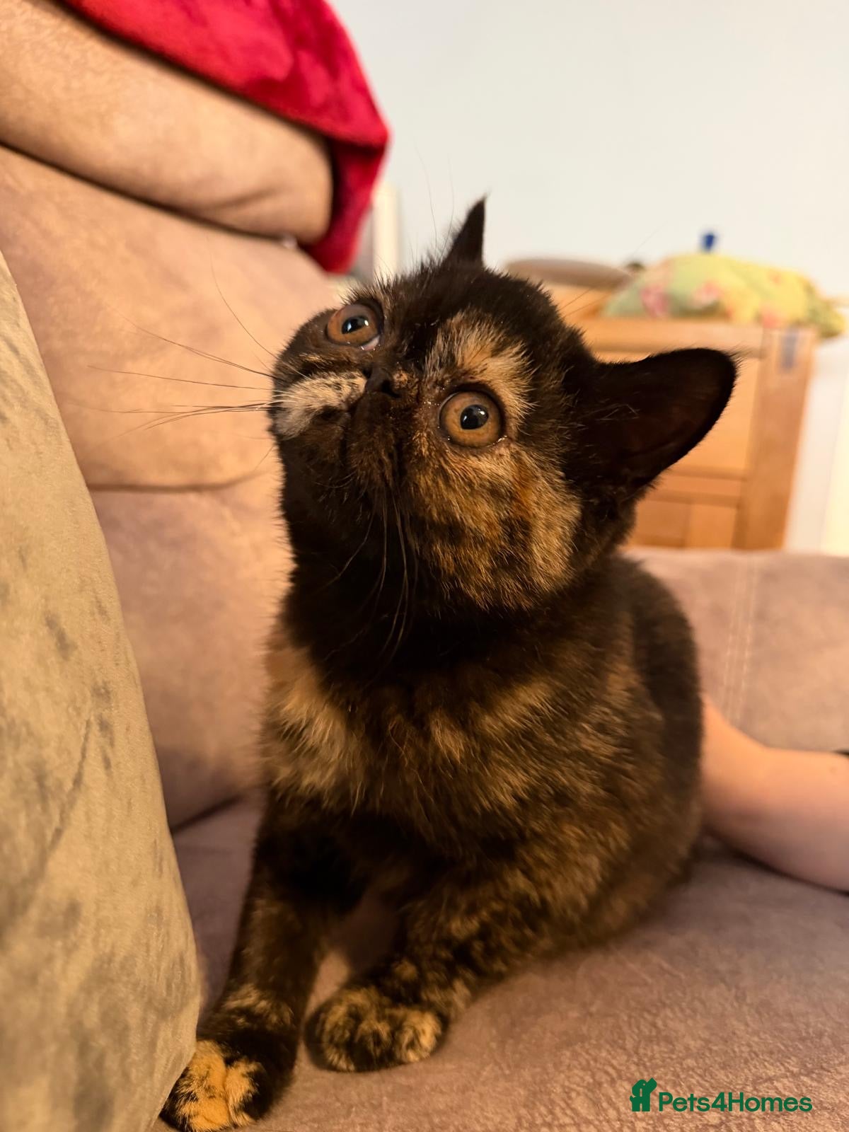 Exotic cats Cute GCCF registered tortie girl - Advert 12