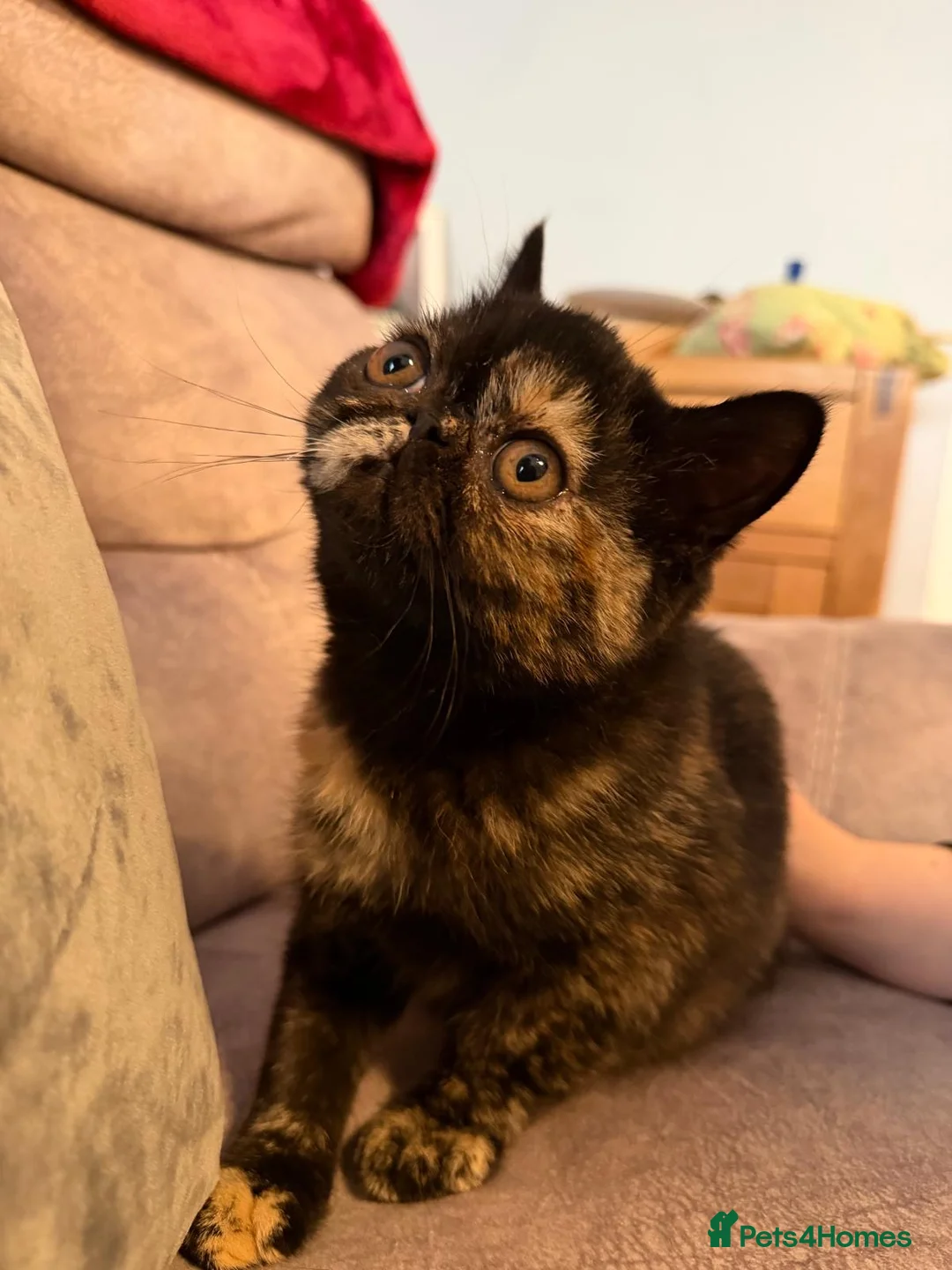 Exotic cats for sale: Cute GCCF registered tortie girl - Advert 1