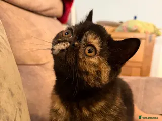 Exotic cats Cute GCCF registered tortie girl - Advert 12