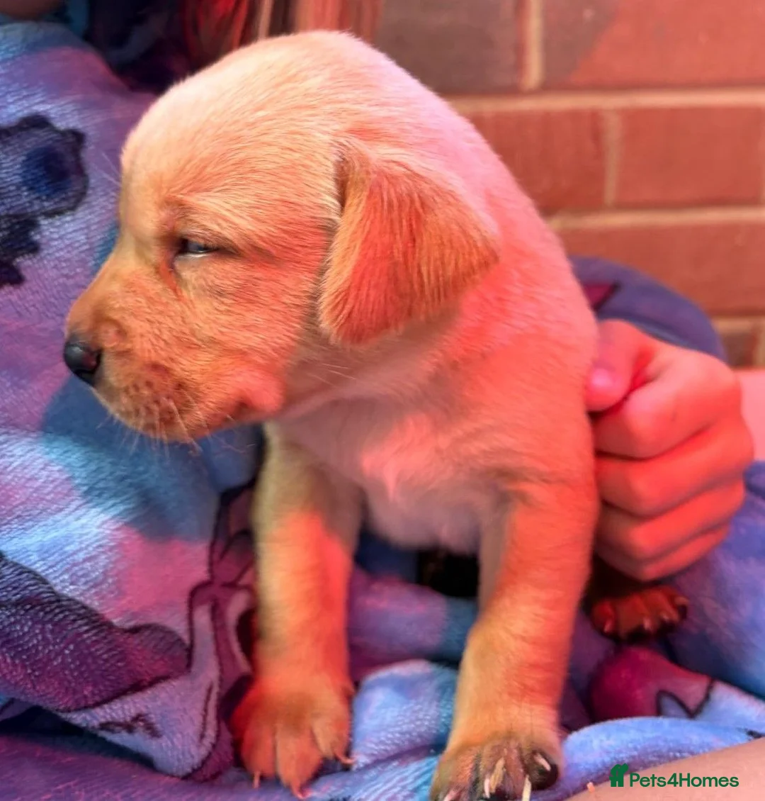 Labrador Retriever dogs for sale: KC Registered Labrador Puppies for Sale in Lymington - Advert 1
