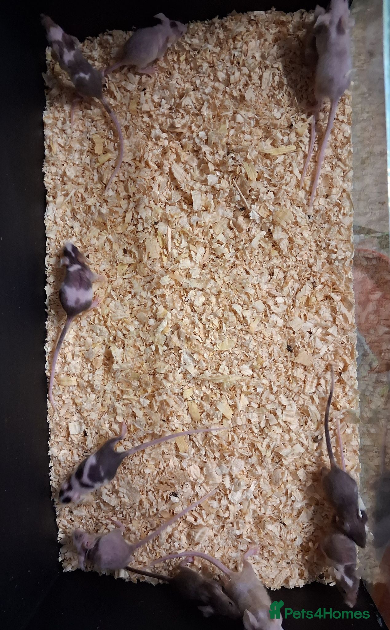 Mouse rodents Baby Fancy and Hairless Mice Females - Advert 2
