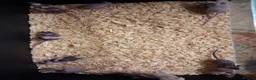 Mouse rodents for sale: Baby Fancy and Hairless Mice Females - Advert 2