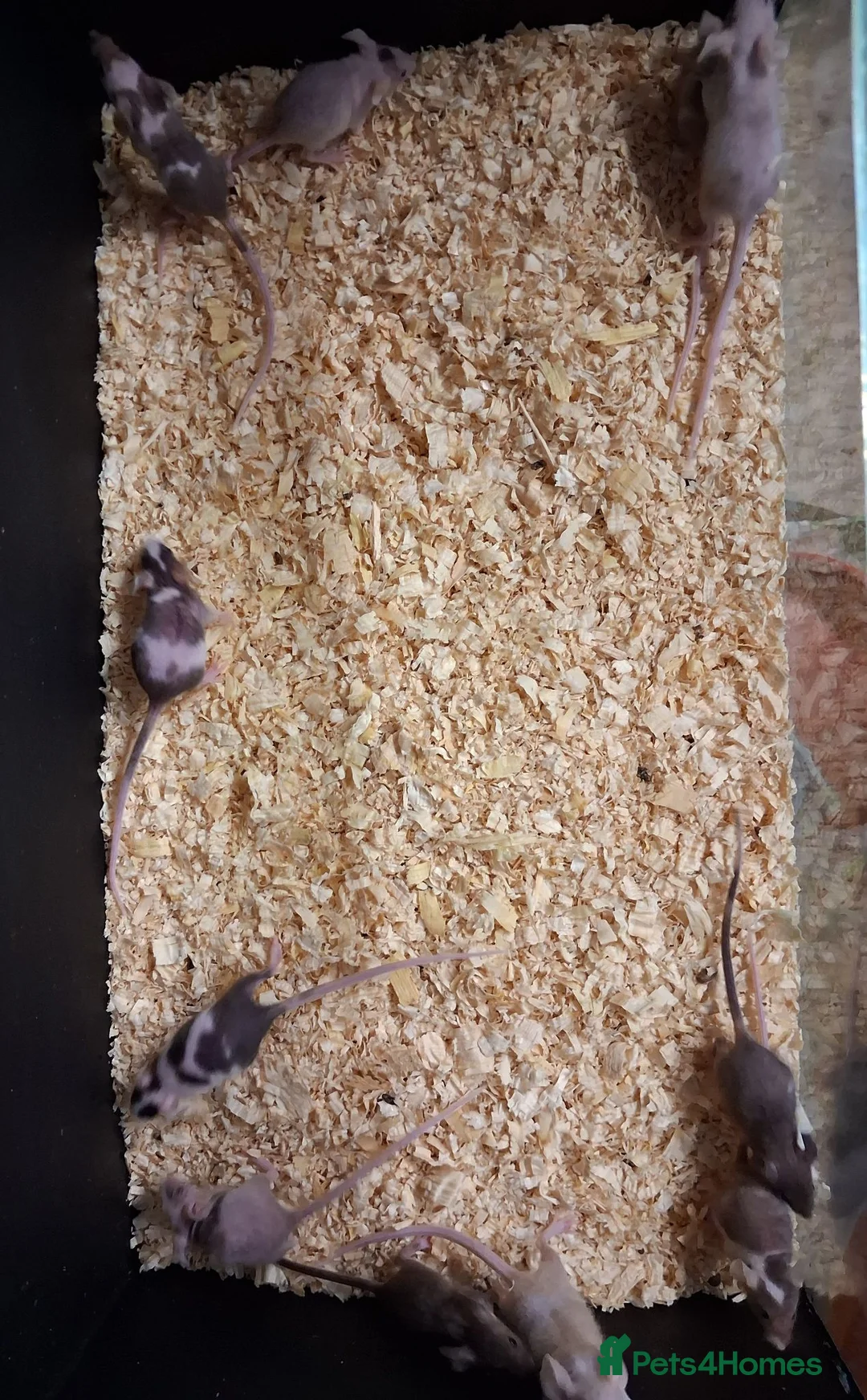 Mouse rodents for sale: Baby Fancy and Hairless Mice Females - Advert 2