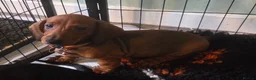 Dachshund dogs for sale:  kc registered standard smooths - Advert 8