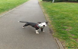 Staffordshire Bull Terrier dogs for sale: Beautiful female staffy puppy - Image 16