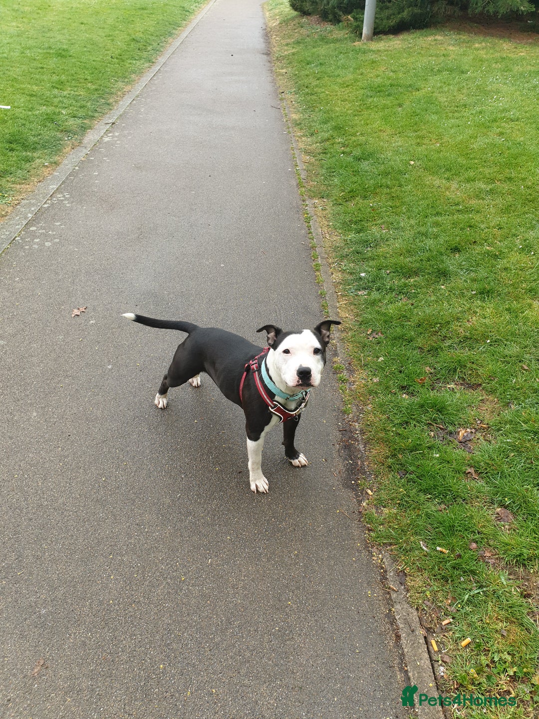 Staffordshire Bull Terrier dogs for sale: Beautiful female staffy puppy - Image 16