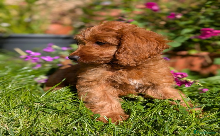 Cockapoo dogs in Droitwich - Advert 2