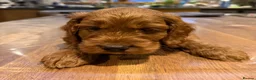 Cockapoo dogs for sale: Beautiful Cockapoo pups - Advert 19