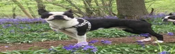 Mixed Breed dogs for sale: Boston Cross Pups Looking for Their Forever Home - Advert 2