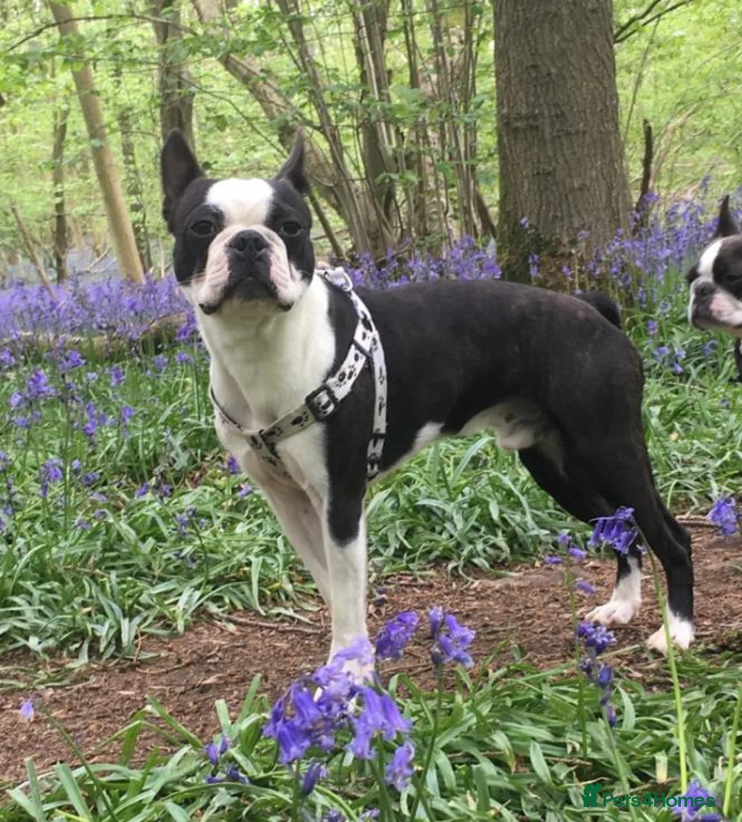 Mixed Breed dogs for sale: Boston Cross Pups Looking for Their Forever Home - Advert 2