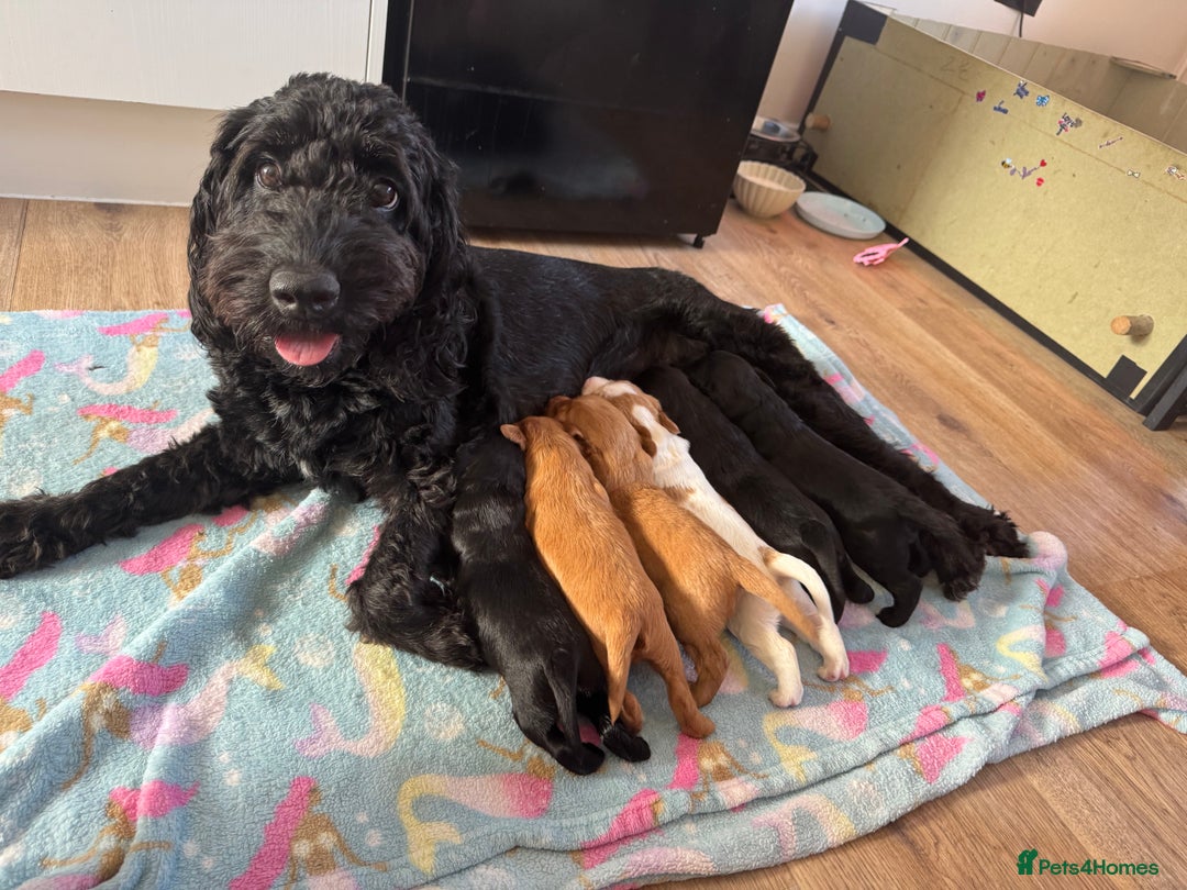 Mixed Breed dogs for sale: ⭐️ beautiful girl looking for her forever home ⭐️ - Image 9
