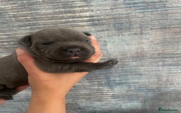 Staffordshire Bull Terrier dogs for sale: Blue Staffordshire bull terrier kc registered ❗️ - Image 21