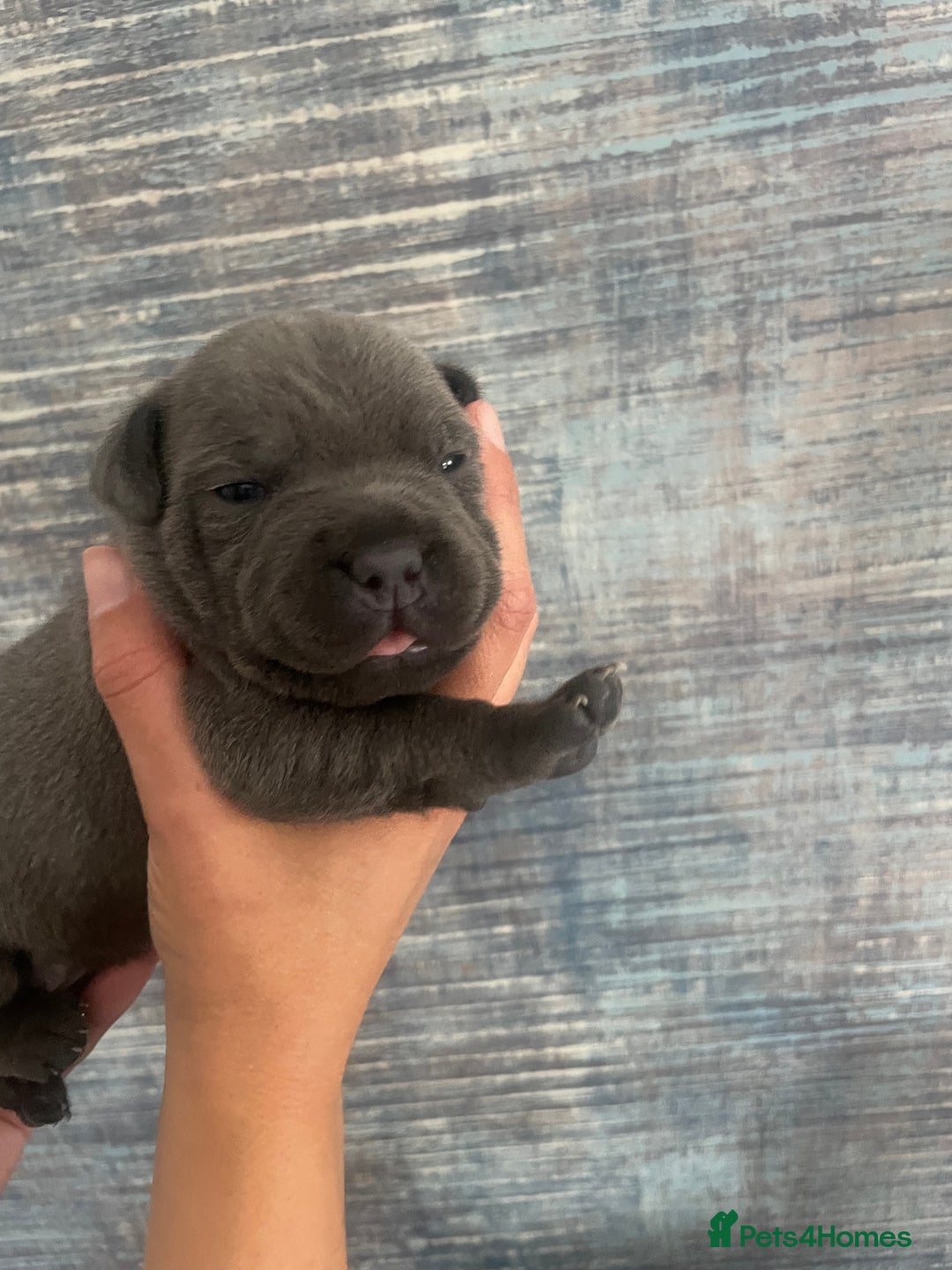 Staffordshire Bull Terrier dogs for sale: Blue Staffordshire bull terrier kc registered ❗️ - Image 21