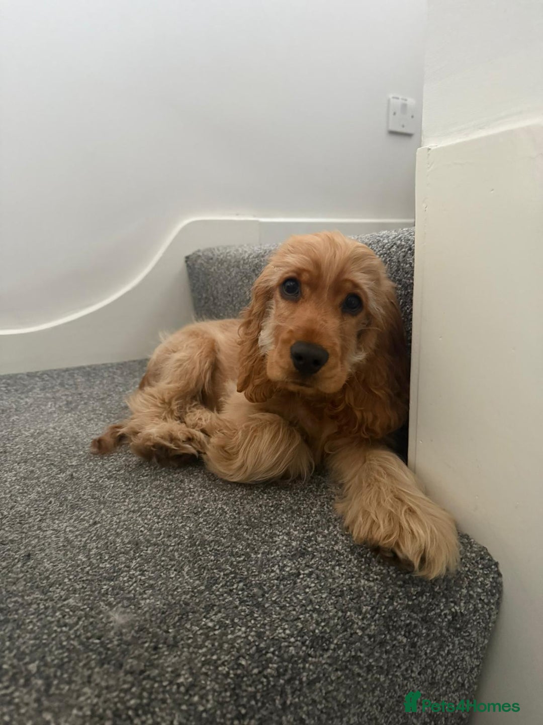 Cocker Spaniel dogs for sale: GOLDEN SHOW COCKER PUPPIES  - Image 32