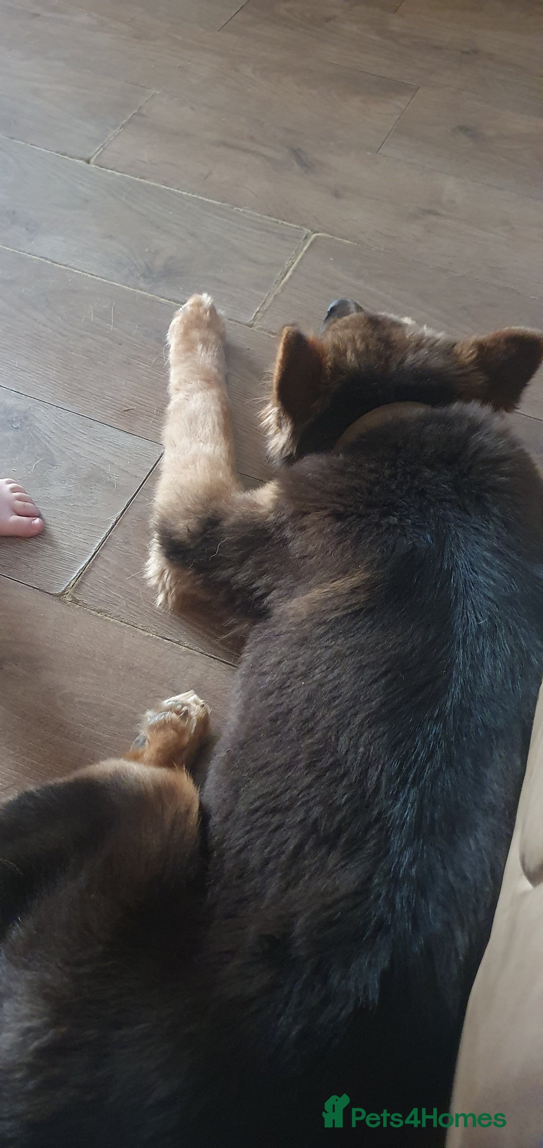 Mixed Breed dogs for sale: Gerberian Shepsky boy for sale - Image 8