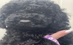 Cavapoo dogs for sale: 🐶 F1B CAVAPOOS 5* HEALTH CHECK 🐶 - Image 3