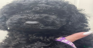 Cavapoo dogs - Advert 6