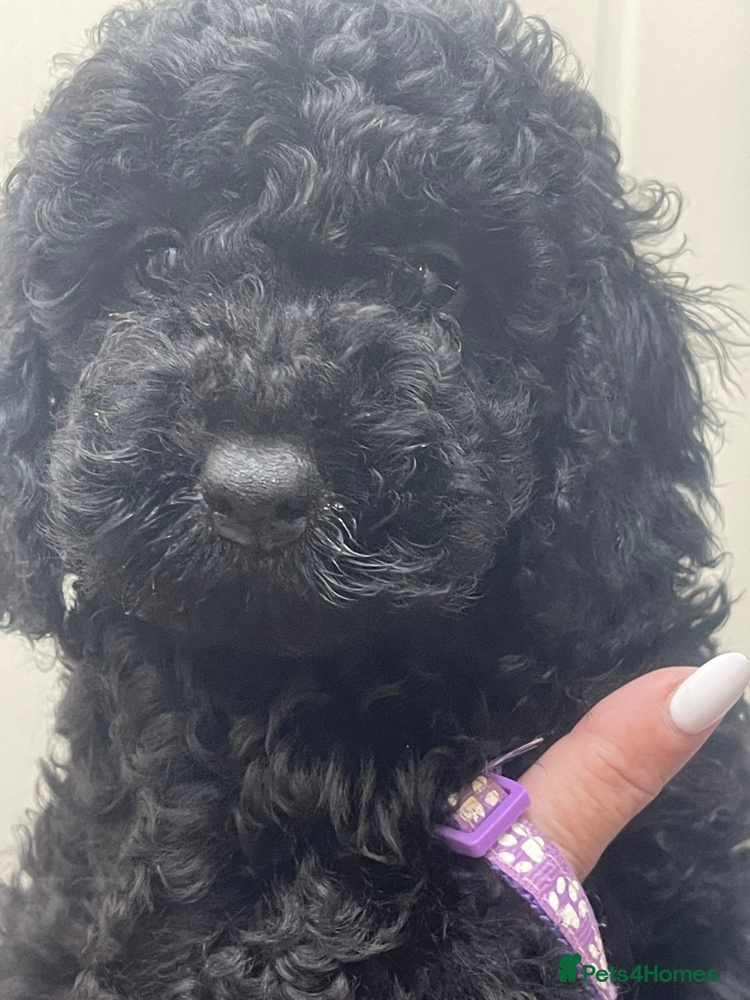 Cavapoo dogs for sale: 🐶 F1B CAVAPOOS 5* HEALTH CHECK 🐶 - Image 3