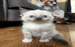 Ragdoll cats for sale: 8 gorgeous ragdoll kitten - Image 7