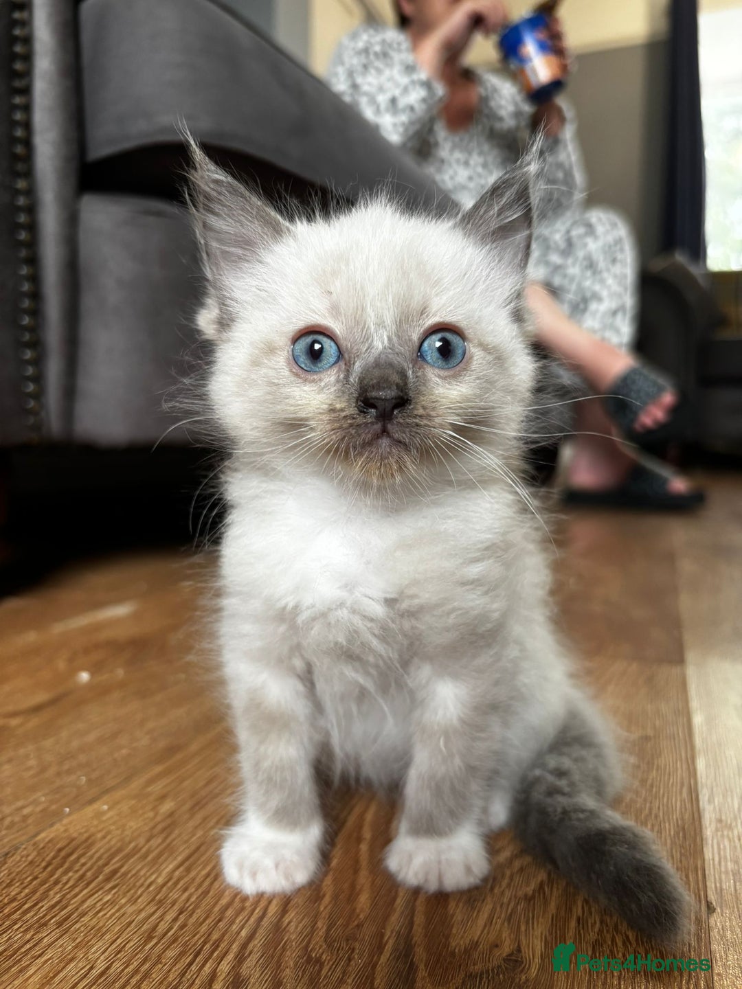 Ragdoll cats for sale: 8 gorgeous ragdoll kitten - Image 7