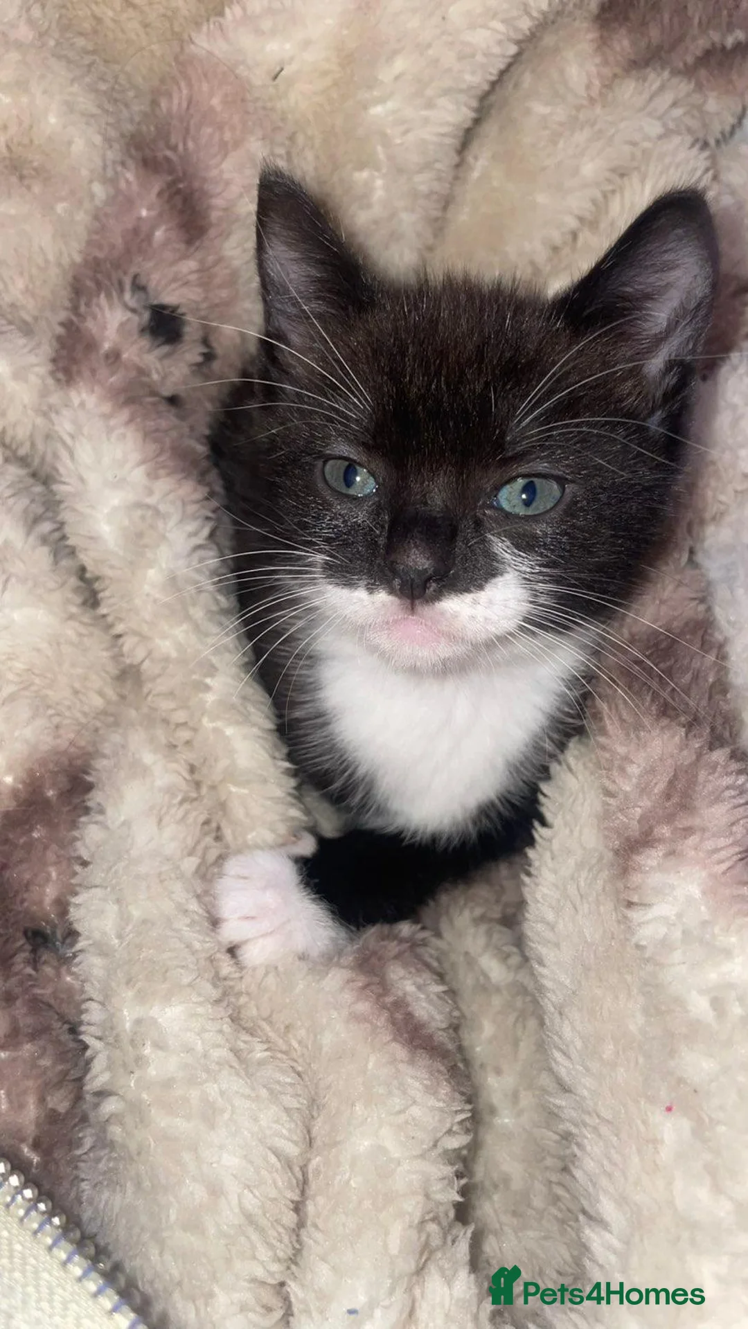 Mixed Breed cats for sale: Two beautifull kittens - Advert 2