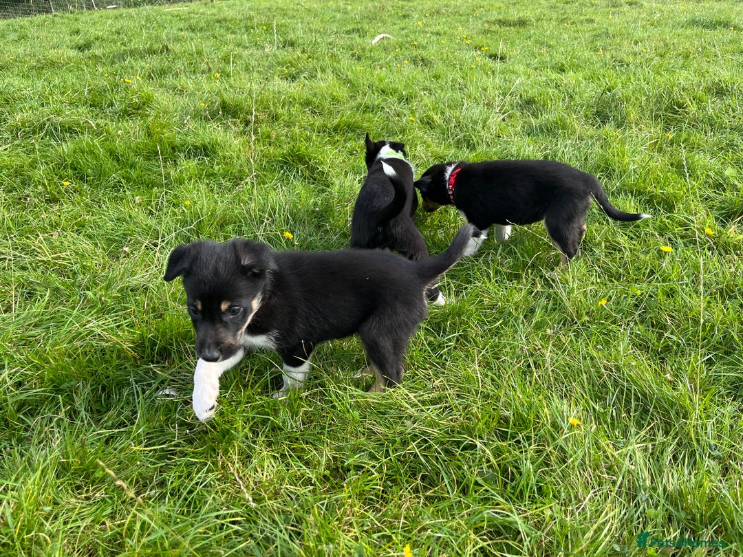 Border Collie dogs for sale: 4 border collie males looking for forever homes  - Image 12