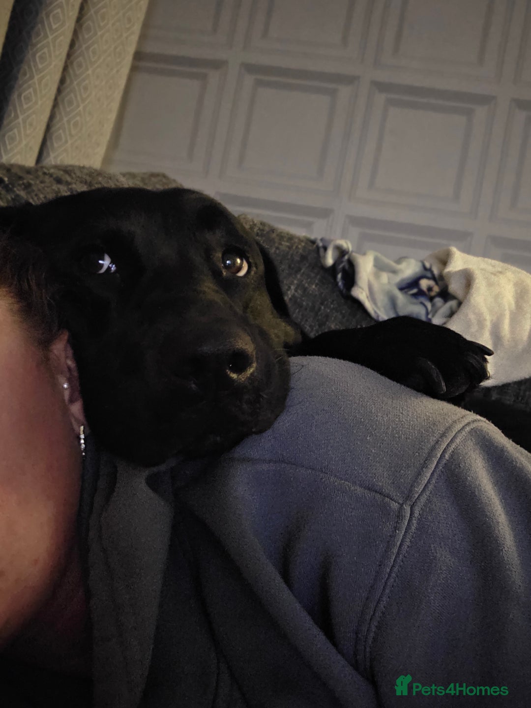 Labrador Retriever dogs for sale: Gorgeous lab indi - Advert 2