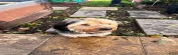 Mixed Breed dogs for sale: Banjo in Goole - Advert 12