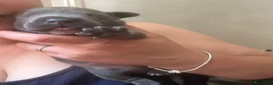 Staffordshire Bull Terrier 1