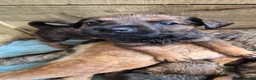 Mixed Breed dogs for sale: Mixed breed puppies  - Advert 8