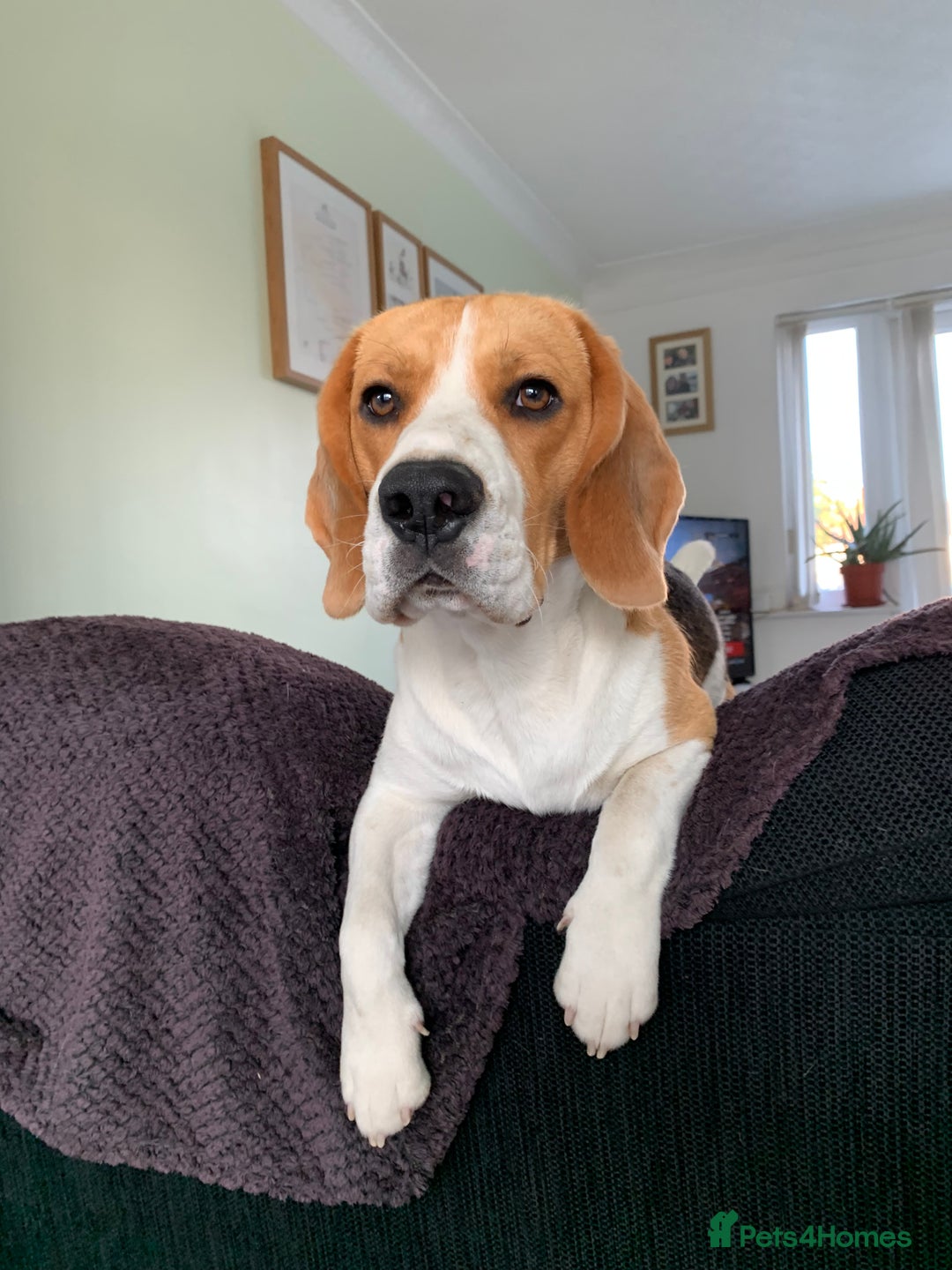 Beagle dogs for stud: Ragnar (KC STUD) in Liverpool - Image 7