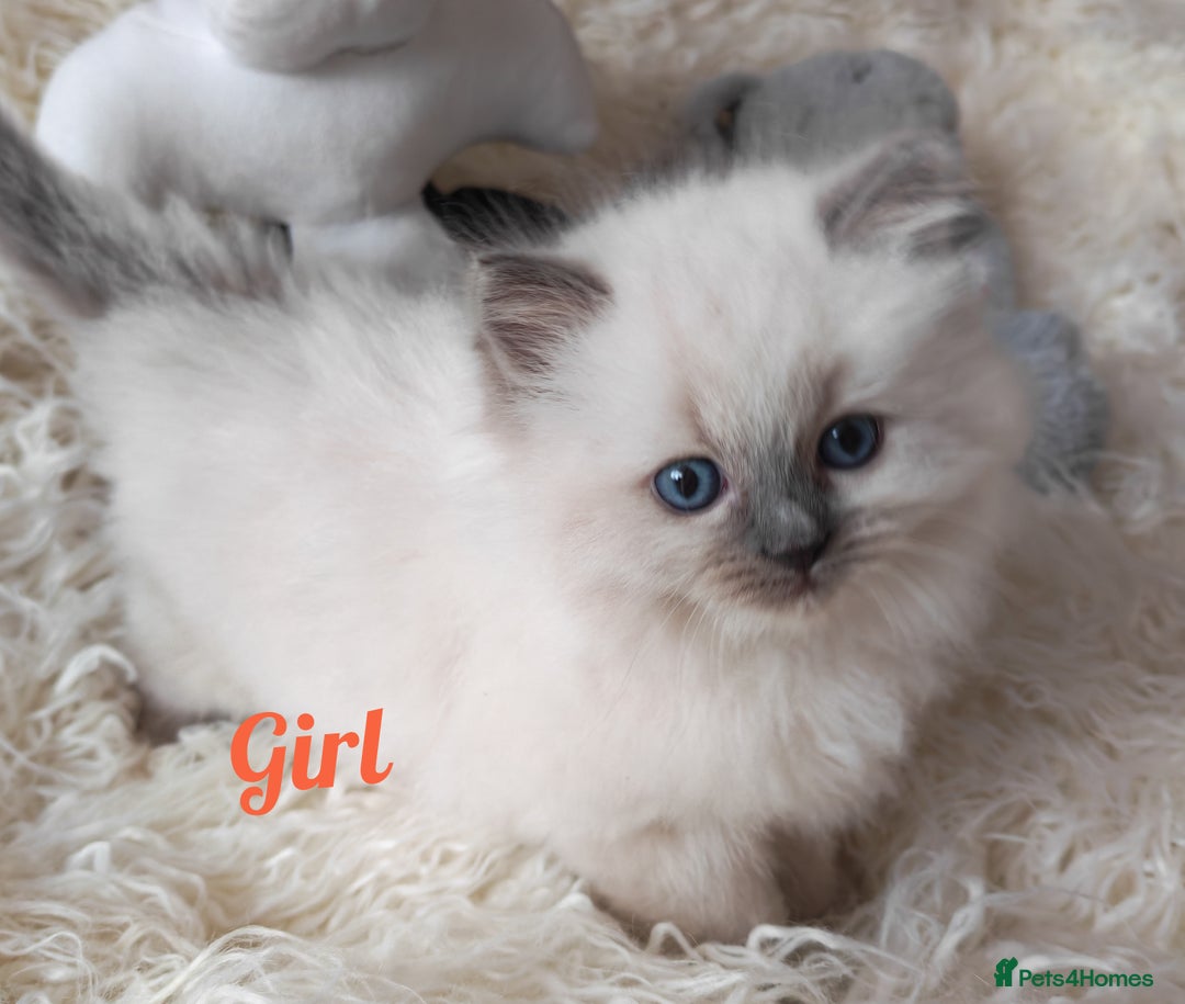 Ragdoll cats for sale: GCCF REGISTER KITTENS  - Advert 7