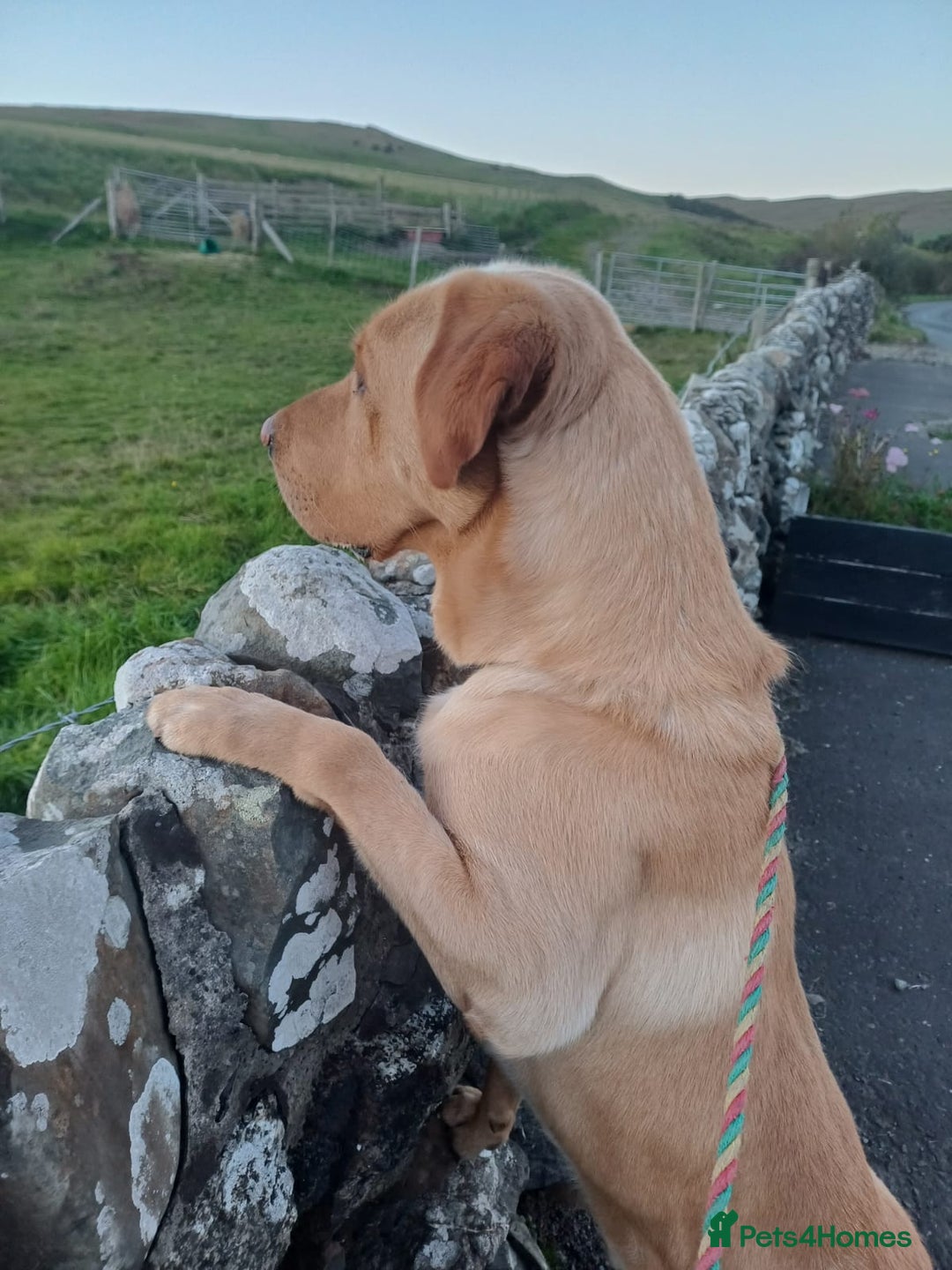 Labrador Retriever dogs for sale: Labrador Pups from Health Tested Parents. - Image 11