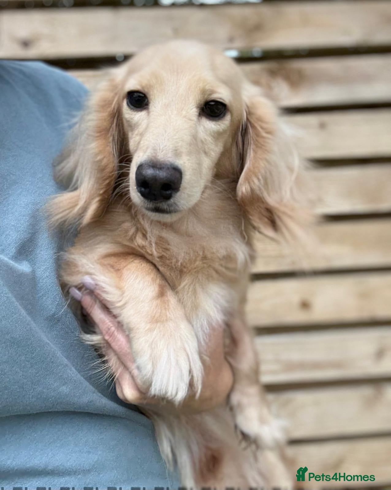 Miniature Dachshund dogs Shaded cream miniature dachshund 3.6kg - Advert 4