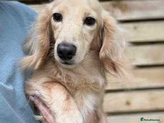 Miniature Dachshund dogs Shaded cream miniature dachshund 3.6kg - Advert 4