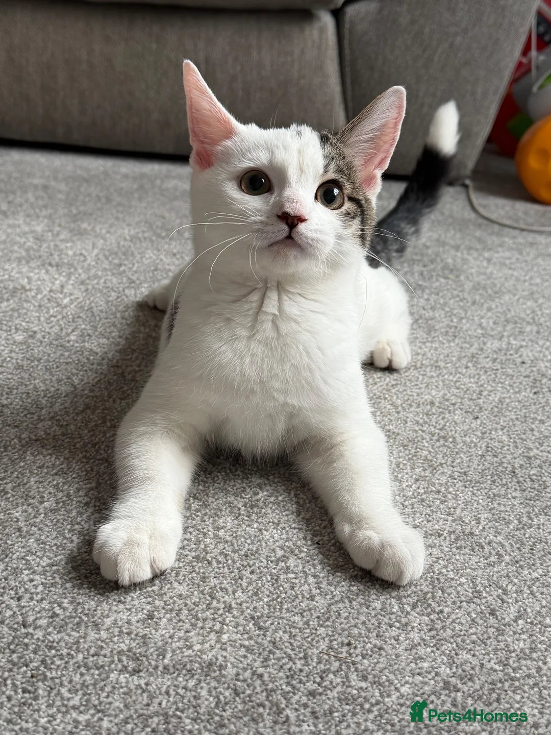 Mixed Breed cats for sale: Mixed Breed 17 Week Old Male Kitten - Advert 2