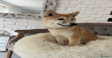 Japanese Shiba Inu dogs - Advert 6