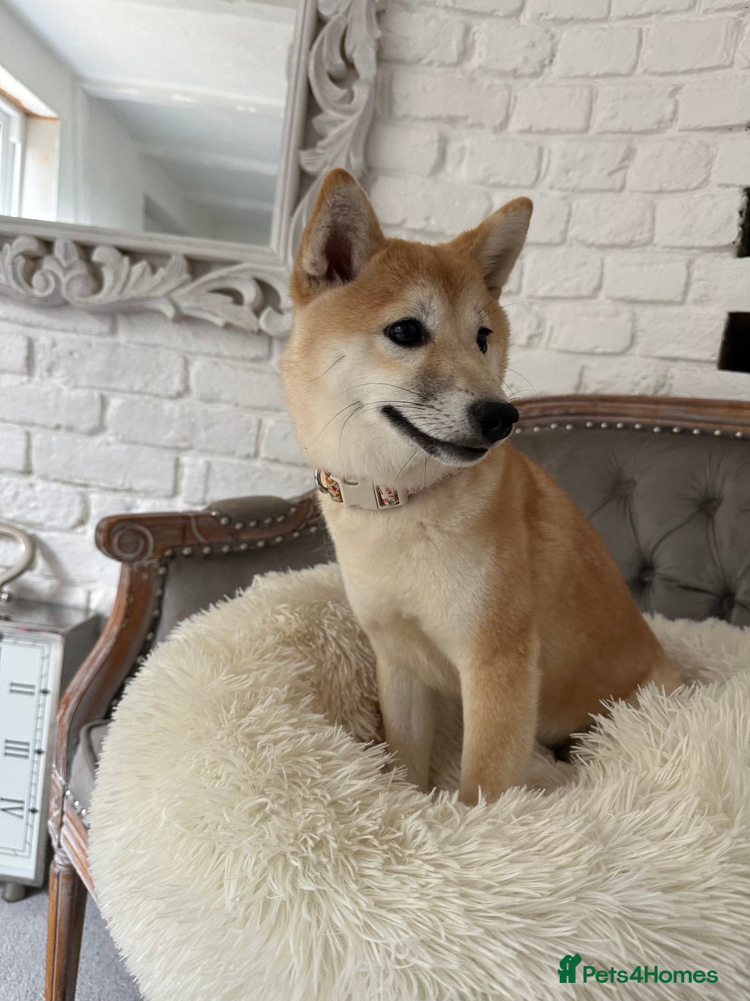 Japanese Shiba Inu dogs for sale: Japanese Shiba Inu Puppy - Image 3