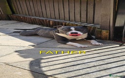 Staffordshire Bull Terrier dogs for sale: Blue&white and white&blue staffie pups - Image 26