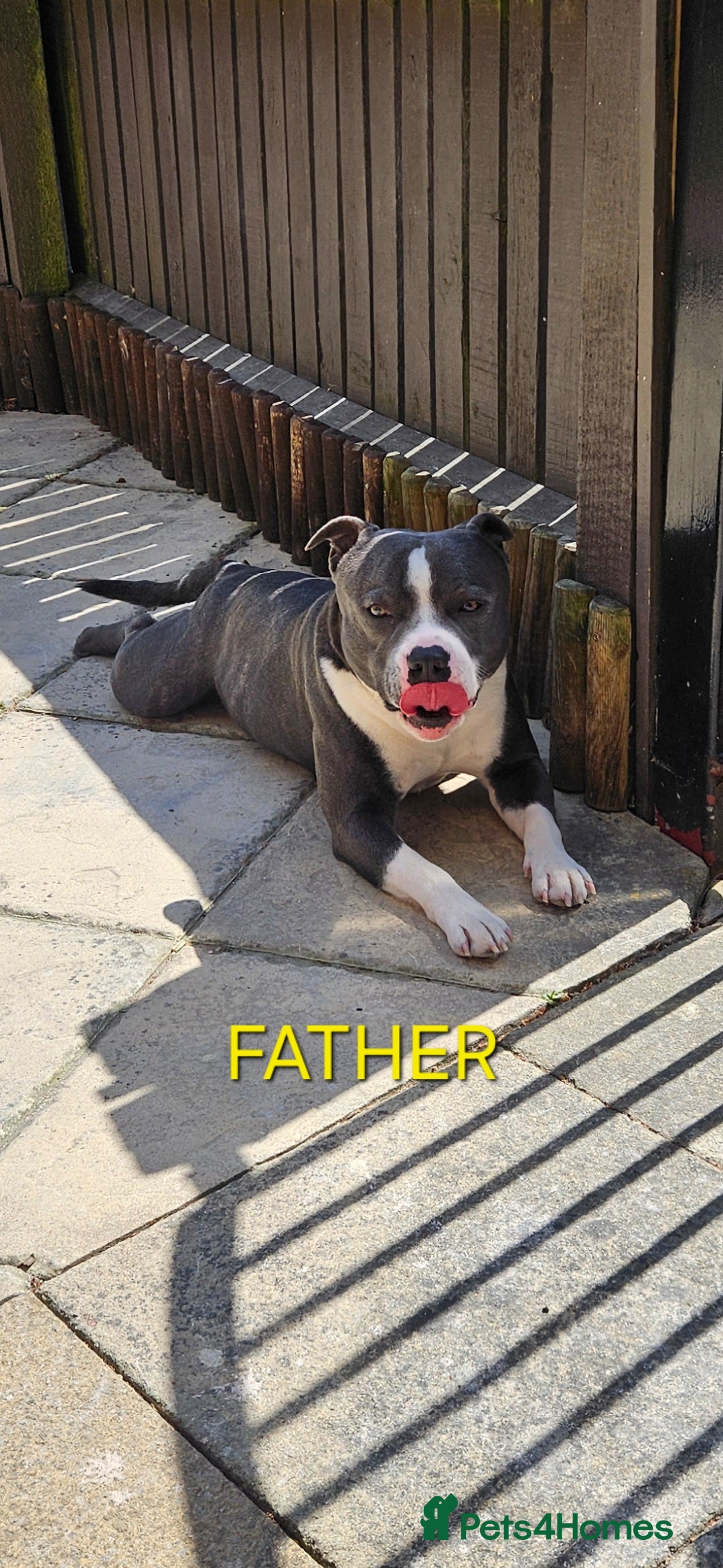 Staffordshire Bull Terrier dogs for sale: Blue&white and white&blue staffie pups - Image 26